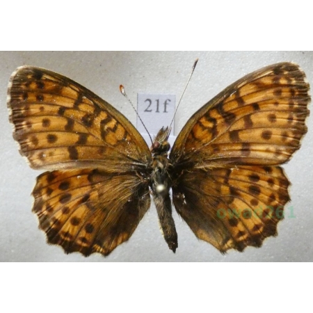 Brenthis ino Rottemburg, 1775 female Dostojka ino Poland21f